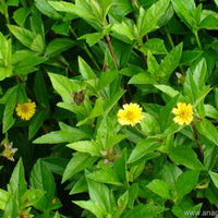 Bhringraj: